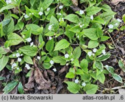 Omphalodes verna Alba