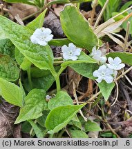 Omphalodes verna Alba