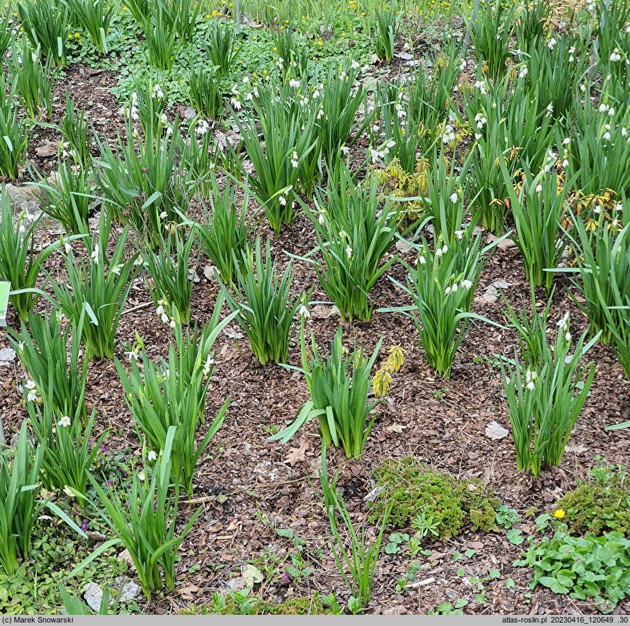 Leucojum aestivum Gravetye Giant