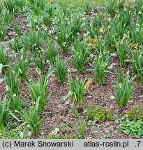 Leucojum aestivum Gravetye Giant