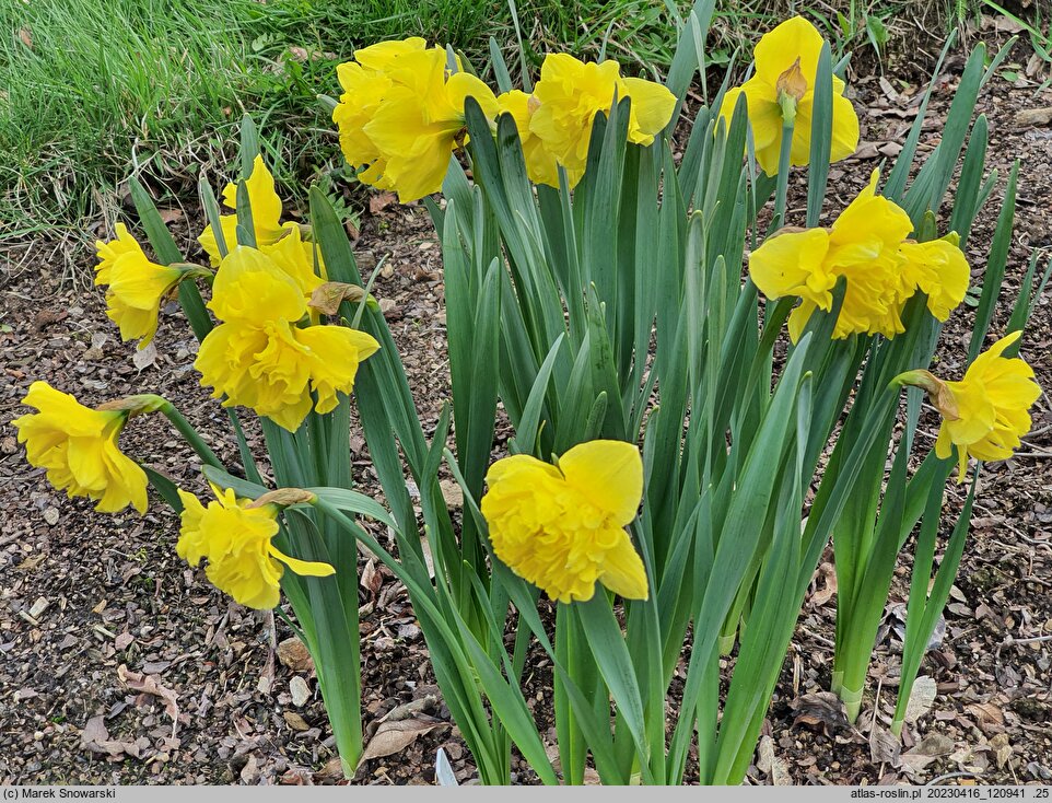 Narcissus Flyer