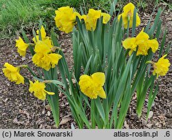 Narcissus Flyer