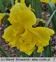 Narcissus Flyer