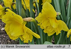 Narcissus Flyer