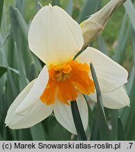 Narcissus Parisienne