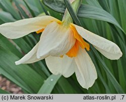 Narcissus Parisienne