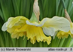 Narcissus Pink Valentine
