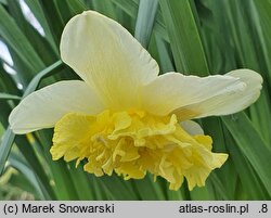 Narcissus Pink Valentine