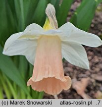 Narcissus Pink Silk