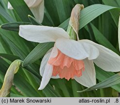 Narcissus Heart Throb