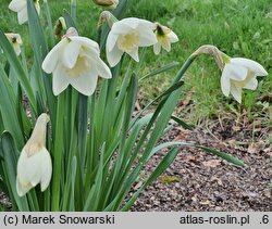 Narcissus Crystal Blanc