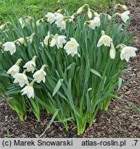Narcissus Crystal Blanc