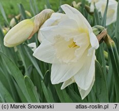 Narcissus Crystal Blanc