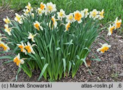 Narcissus Pick Up