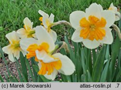 Narcissus Pick Up