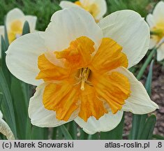 Narcissus Pick Up