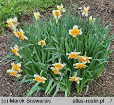 Narcissus Pick Up