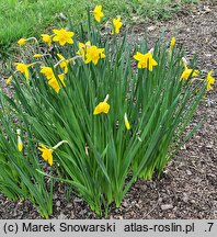 Narcissus Sweetness