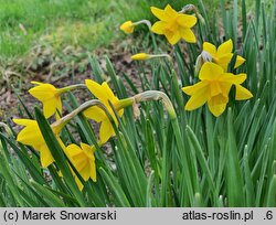 Narcissus Sweetness