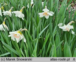 Narcissus Pink Glacier
