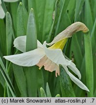 Narcissus Pink Glacier