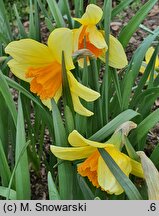 Narcissus Fortissimo
