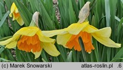 Narcissus Fortissimo