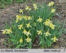 Narcissus W.P. Milner