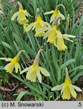 Narcissus W.P. Milner