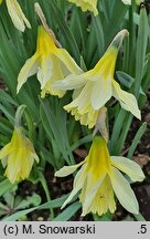 Narcissus W.P. Milner