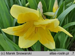 Narcissus Holiday-Inn International