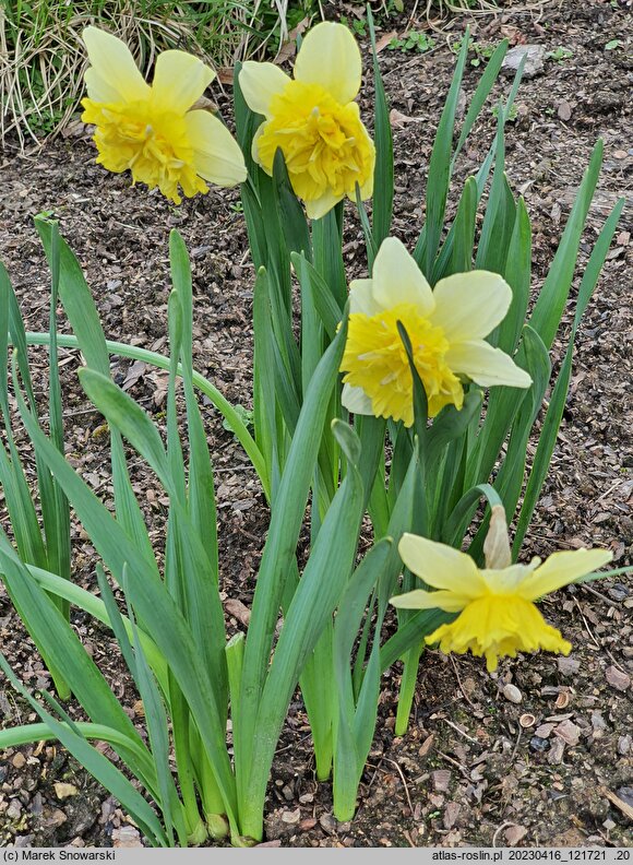 Narcissus Full House