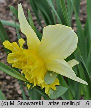 Narcissus Full House