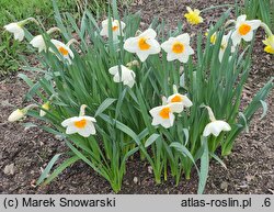 Narcissus Magic Maiden