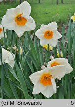 Narcissus Magic Maiden