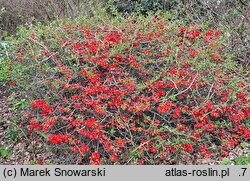Chaenomeles ×superba Hollandia