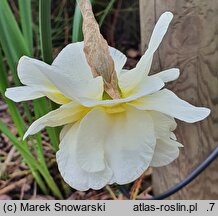 Narcissus Cheerfulness