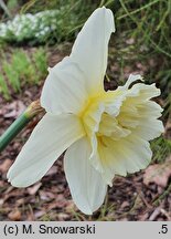 Narcissus Cheerfulness