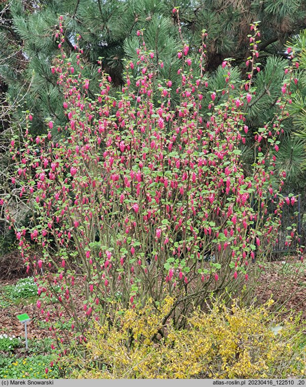 Ribes sanguineum Pulborough Scarlet Variegata