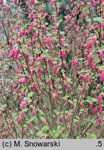 Ribes sanguineum Pulborough Scarlet Variegata