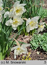 Narcissus Ice Follies