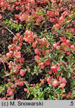 Chaenomeles ×superba Salmon Horizon