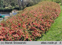 Chaenomeles ×superba Salmon Horizon