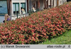 Chaenomeles ×superba Salmon Horizon