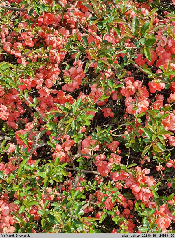 Chaenomeles ×superba Salmon Horizon