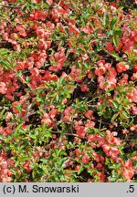 Chaenomeles ×superba Salmon Horizon