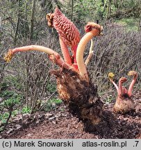 Gunnera manicata (gunnera olbrzymia)