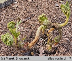 Gunnera tinctoria (parzeplin chilijski)