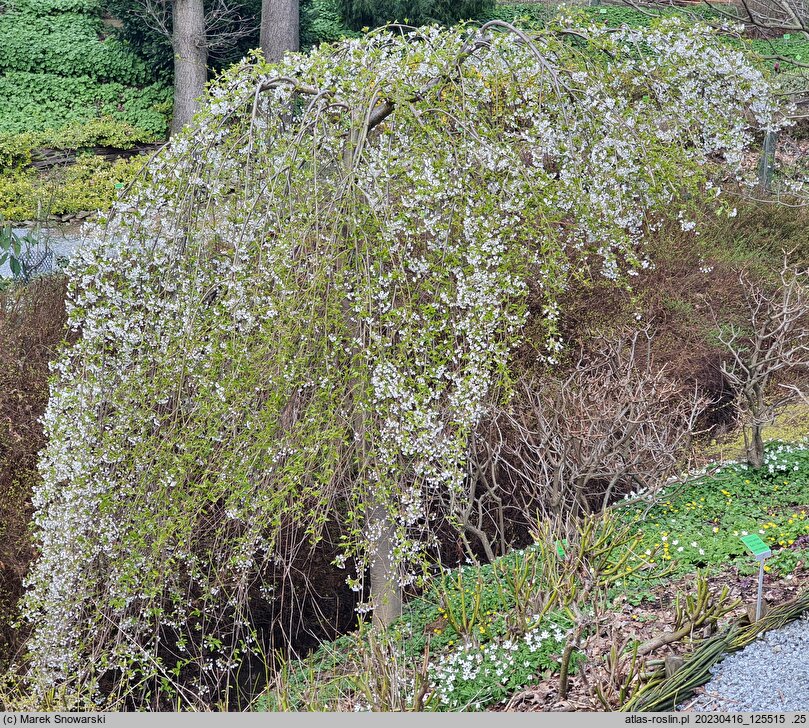 Prunus subhirtella Pendula