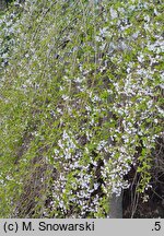 Prunus subhirtella Pendula